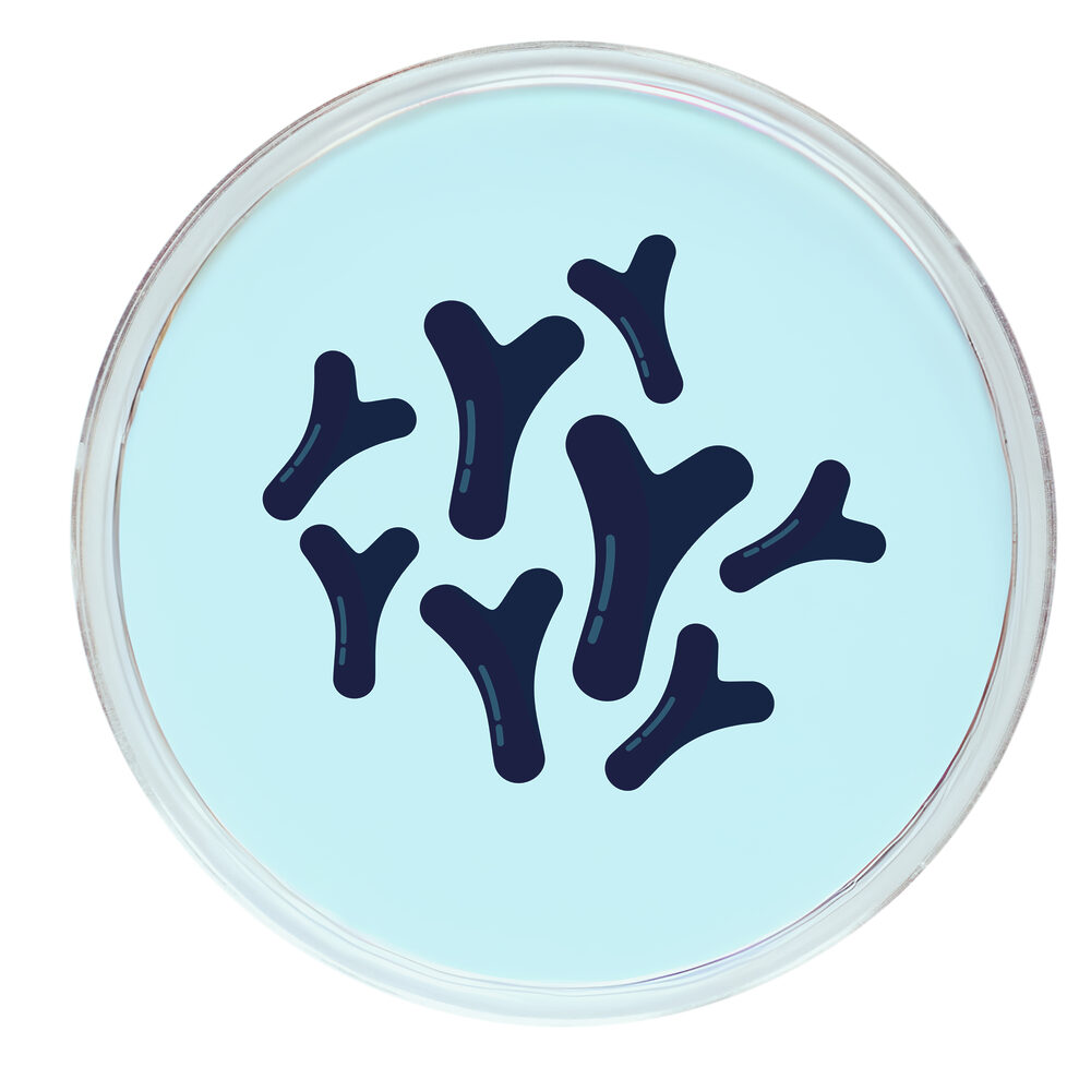 Bifidobacterium-petri-biena -2