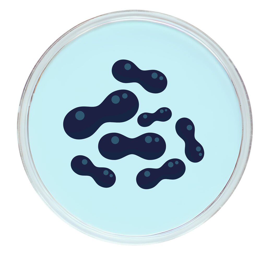 lactobacillus-petri-biena -2